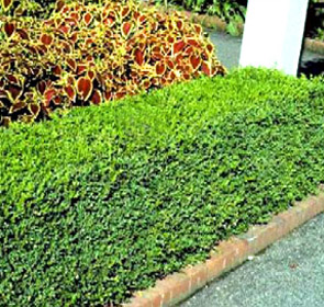 Korean Boxwood